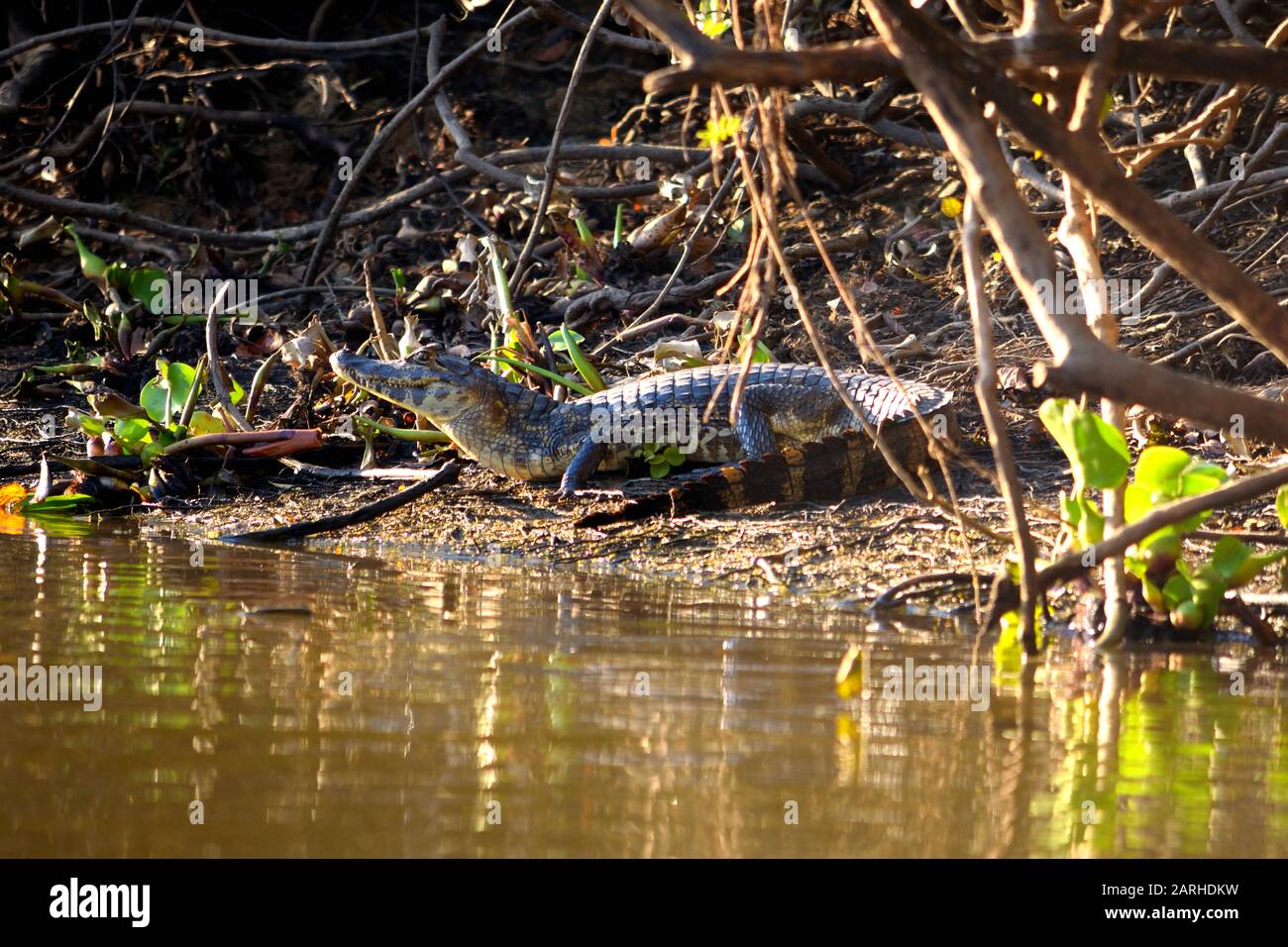 Caiman Rio Jacare Caiman in Rio Cuiaba, Pantanal, Brazil Stock Photo - Alamy