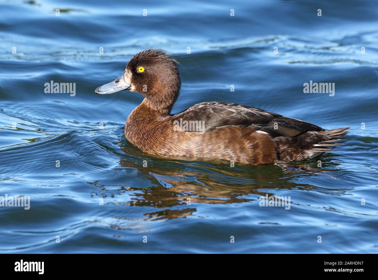 The female tufted duck (Aythya fuligula) swims on the Dieksee, Germany. There are currently this type of duck. The trend is increasing. Stock Photo