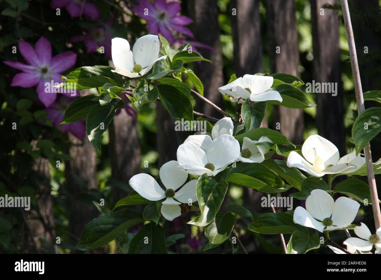 Romantic early summer garden white flowers of dogwood cornus venus and pink clematis in the morning sun Stock Photo