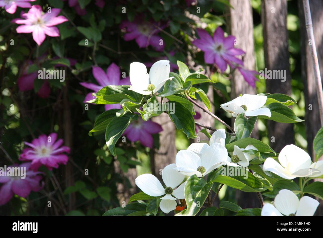 Romantic early summer garden white flowers of dogwood cornus venus and pink clematis in the morning sun Stock Photo