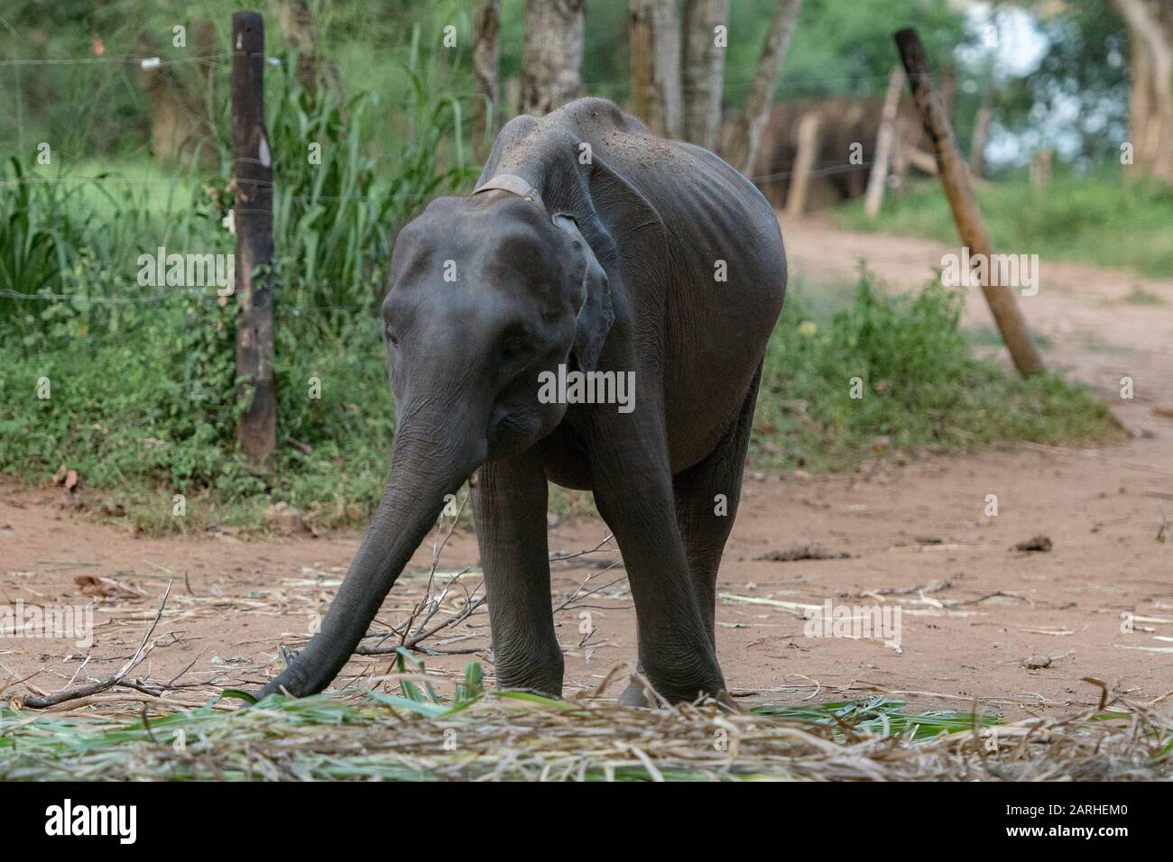 Sri Lankan elephant refugee camp. "Udawalawe" Transit Home is a refuge for baby elephants, the majority which have been affected by the tragic inciden Stock Photo