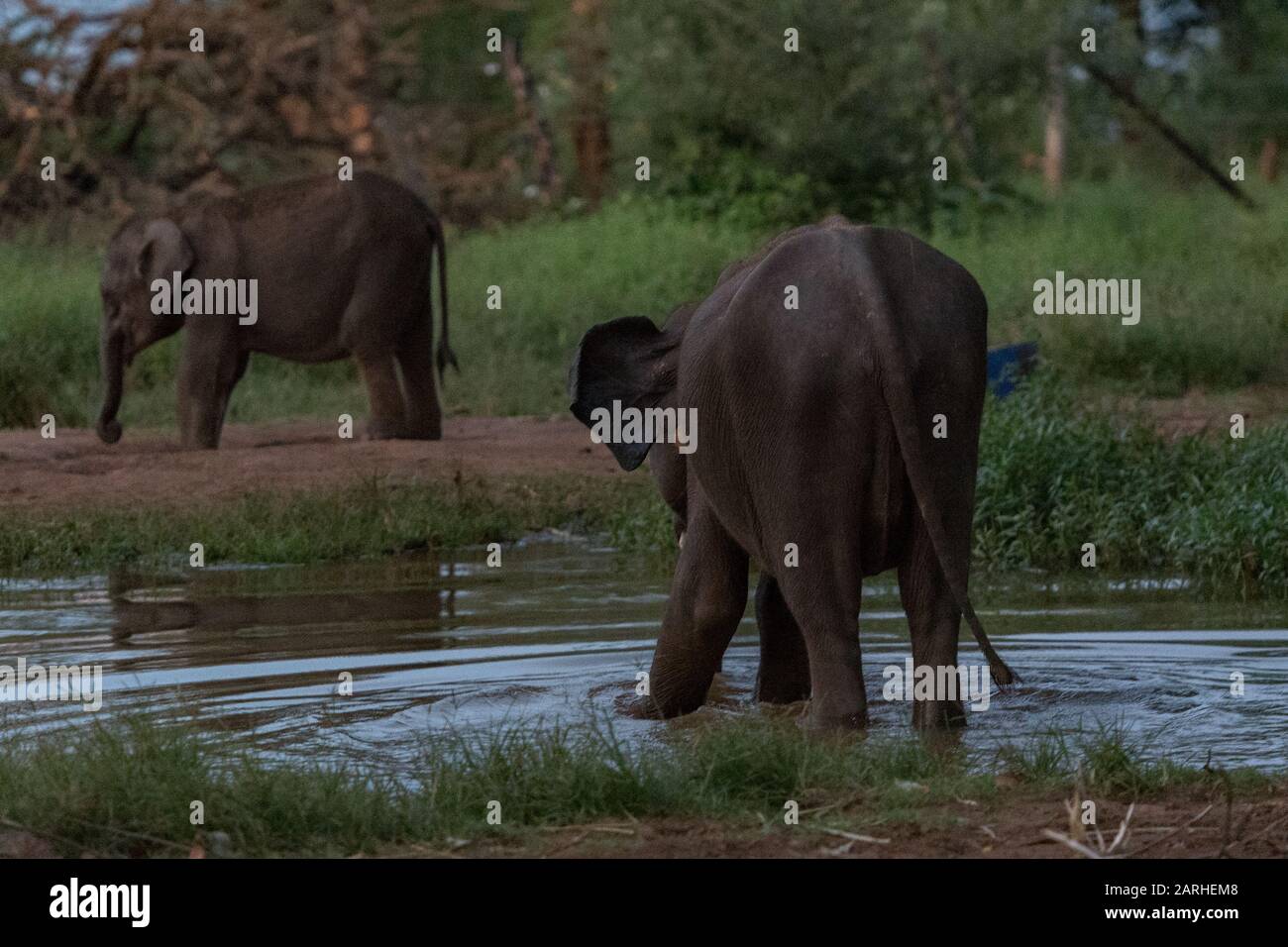 Sri Lankan elephant refugee camp. 'Udawalawe' Transit Home is a refuge for baby elephants, the majority which have been affected by the tragic inciden Stock Photo