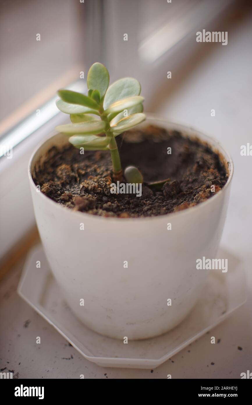 Small money tree flower in a white pot on a windowsill. Stock Photo