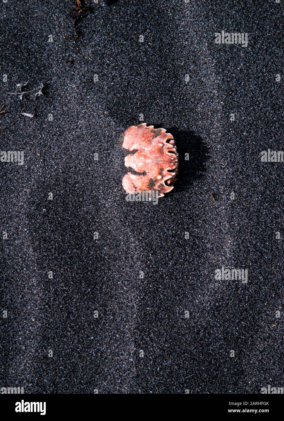 Detail of a crab shell on the black sand beach at Oakura Beach in the Taranaki region of New Zealand Stock Photo