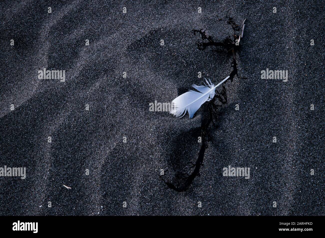 Detail of a white feather on the black sand beach at Oakura Beach in the Taranaki region of New Zealand Stock Photo
