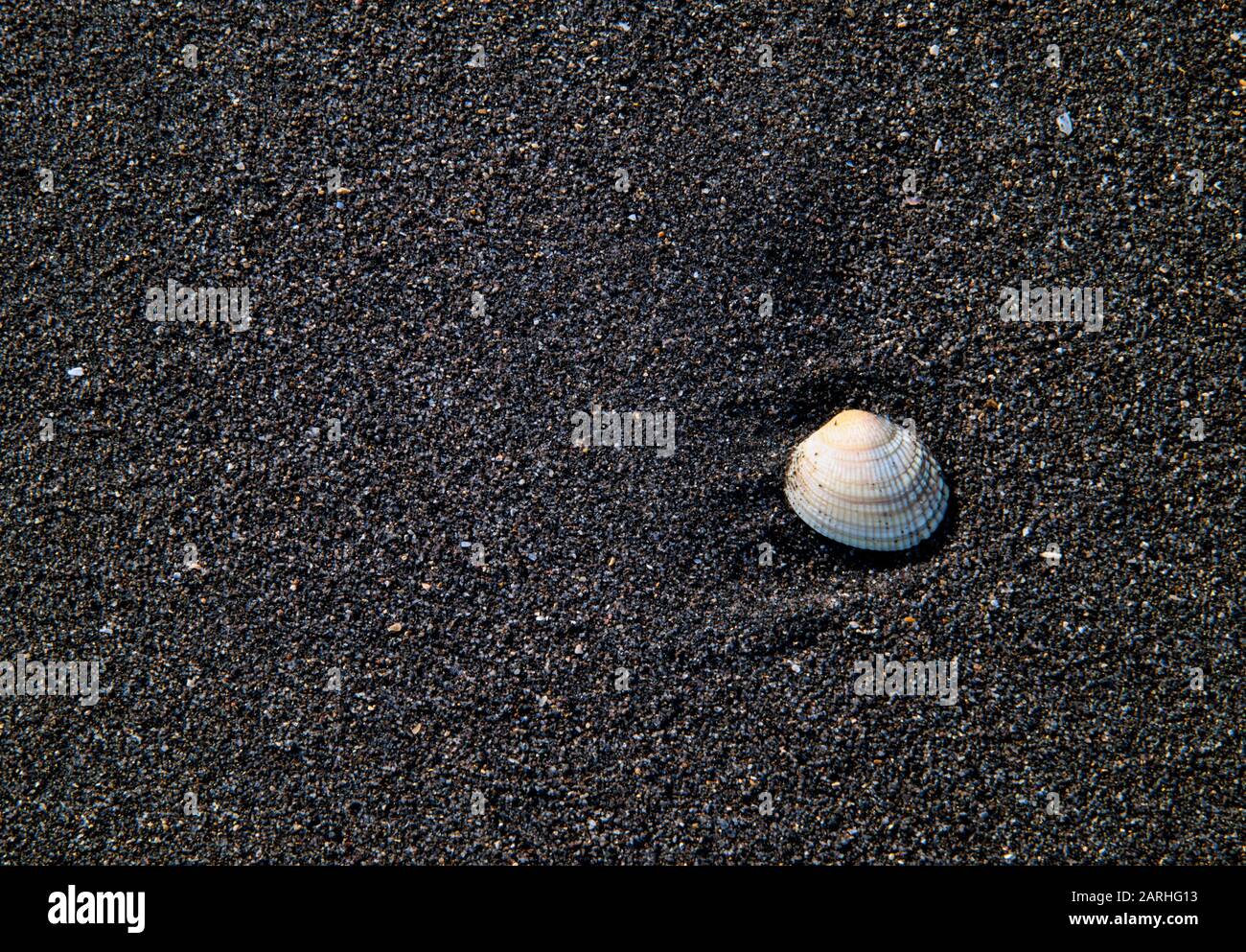 Detail of a shell on the black sand beach at Oakura Beach in the Taranaki region of New Zealand Stock Photo