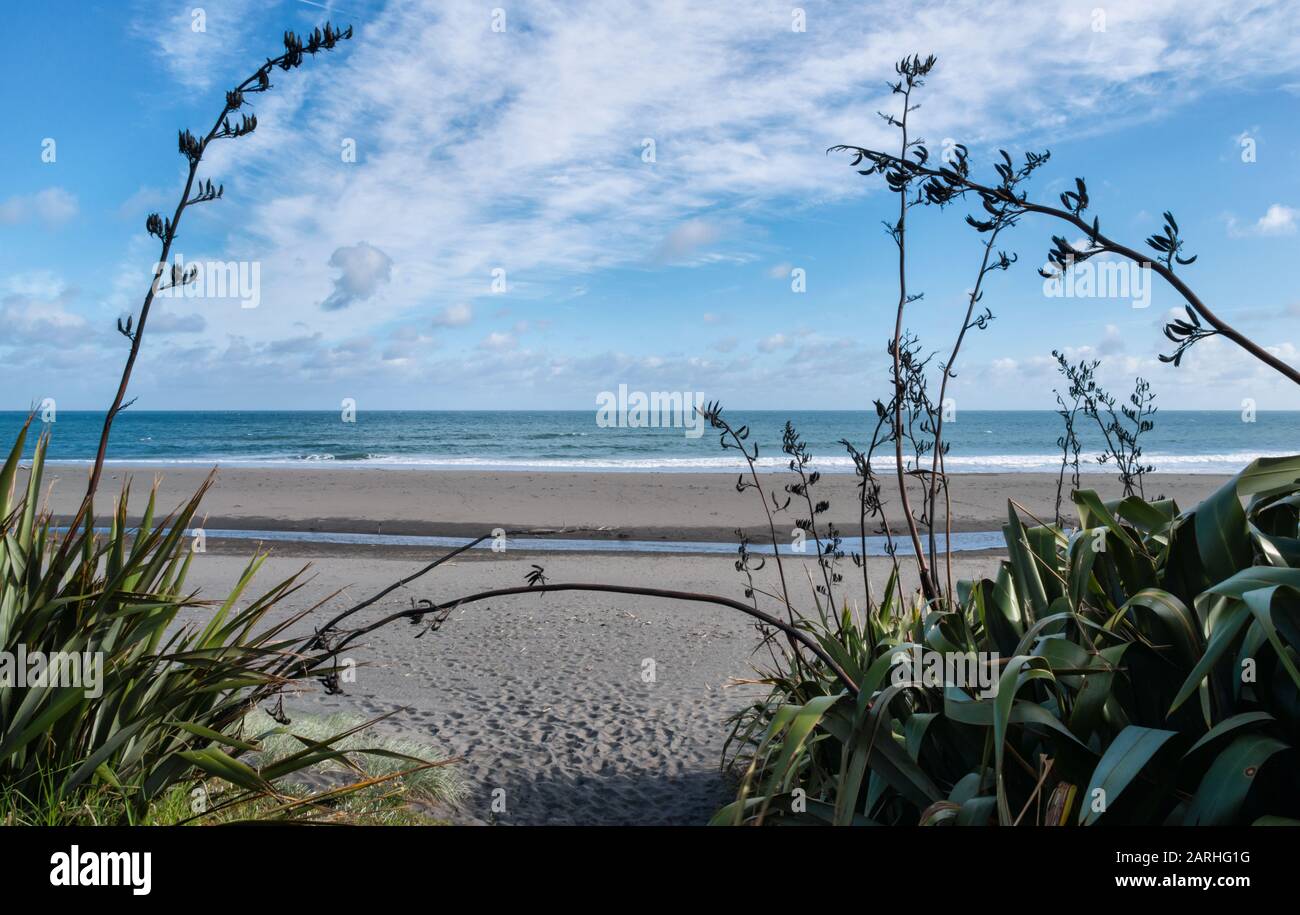 View of Oakura Beach and the Tasman Sea, framed by the flowers and leaves of New Zealand flax plants Stock Photo