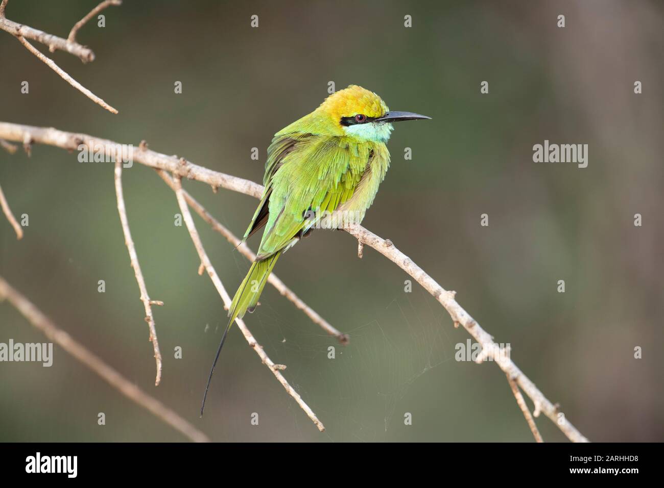 Little green bee eater (Merops orientalis), Sri Lanka Stock Photo - Alamy
