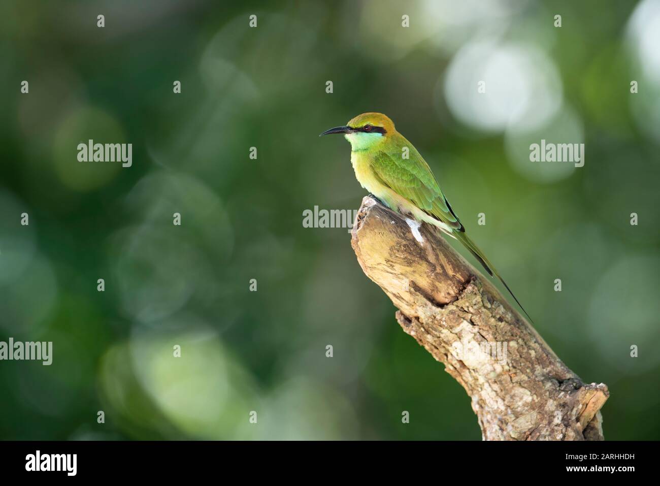 Green bee eater in sri lanka hi-res stock photography and images - Alamy