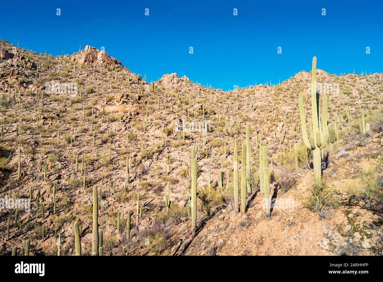 Stock photograph of Saguaro National Park Arizona USA Stock Photo