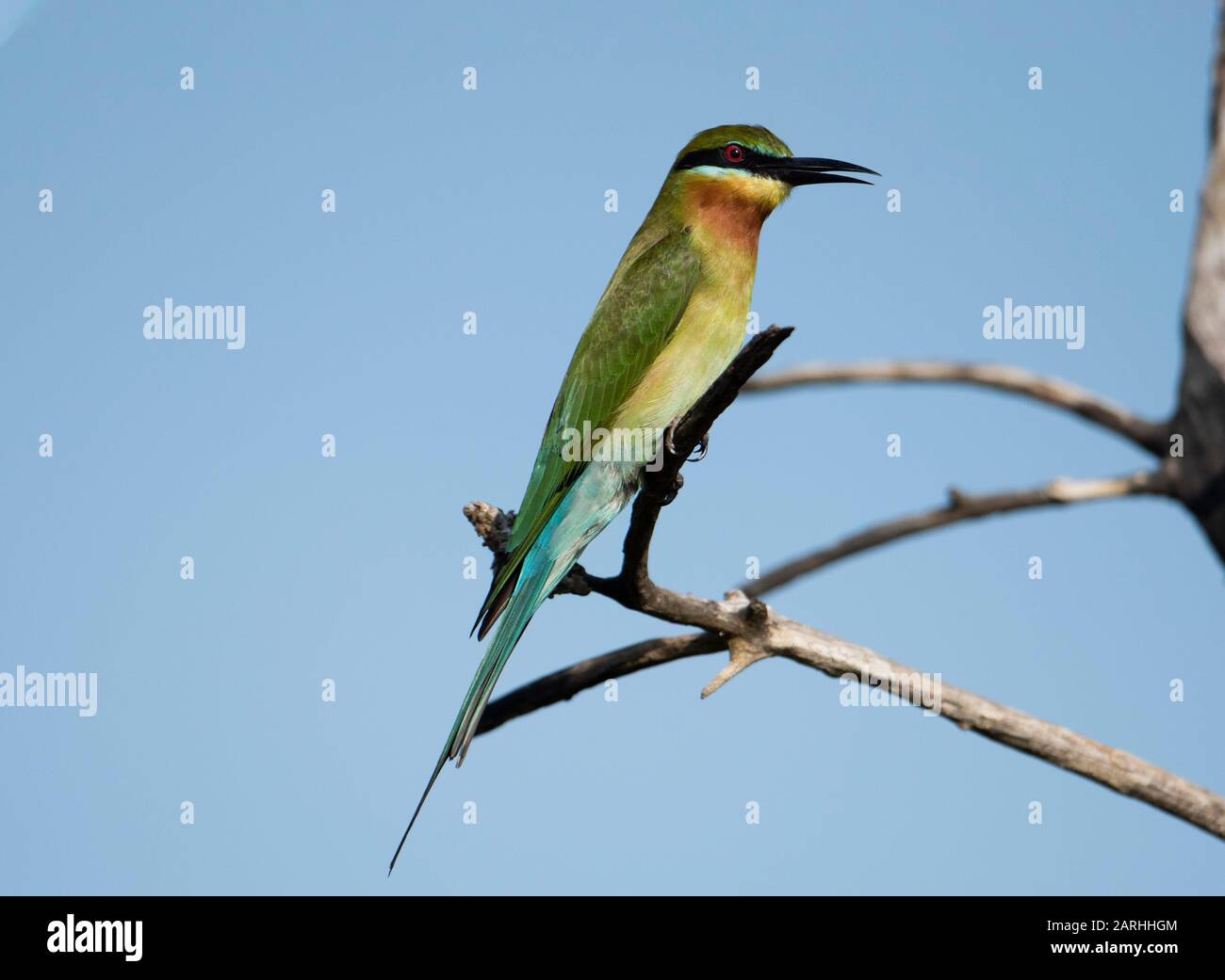 Blue-tailed bee-eater (Merops philippinus) perched, eating insect/bee ...