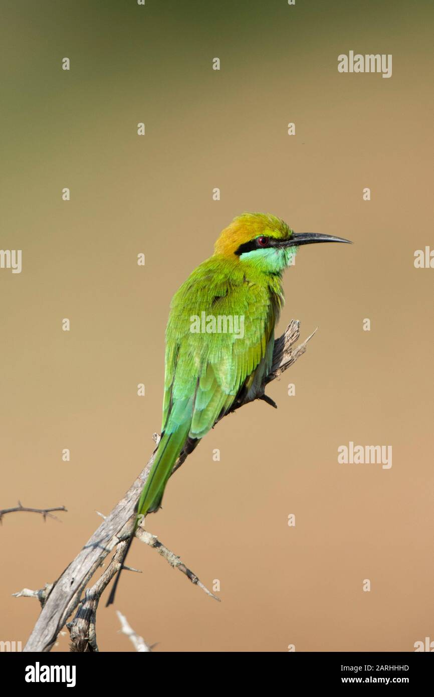 Little green bee eater (Merops orientalis), Sri Lanka Stock Photo