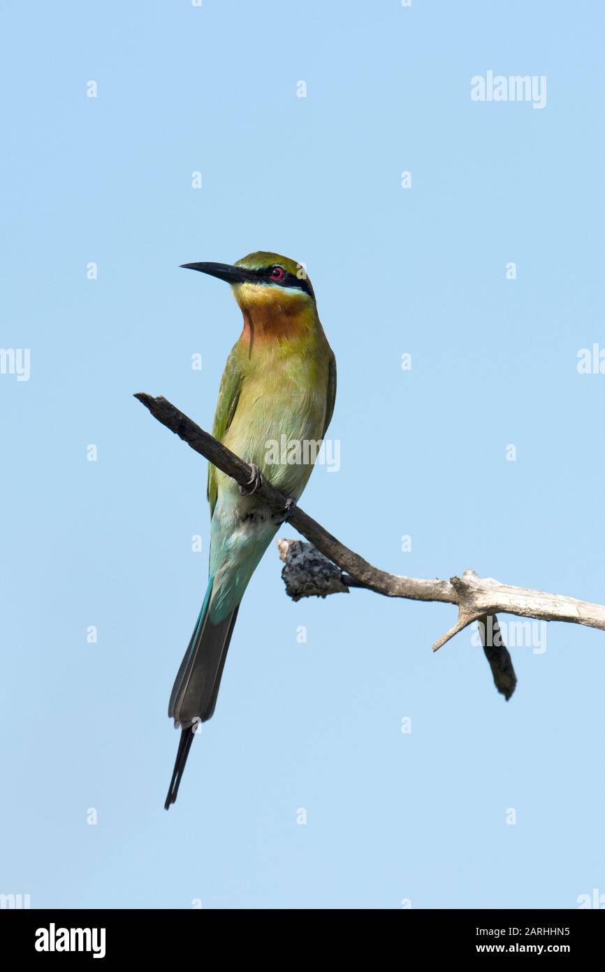 Blue-tailed bee-eater (Merops philippinus) perched, Sri Lanka Stock Photo