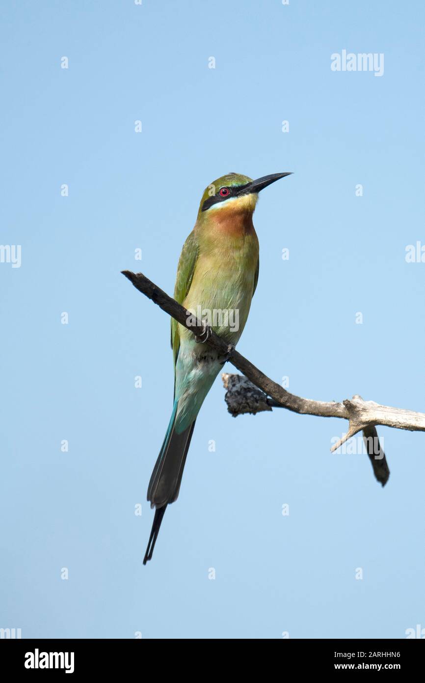 Blue-tailed bee-eater (Merops philippinus) perched, Sri Lanka Stock Photo