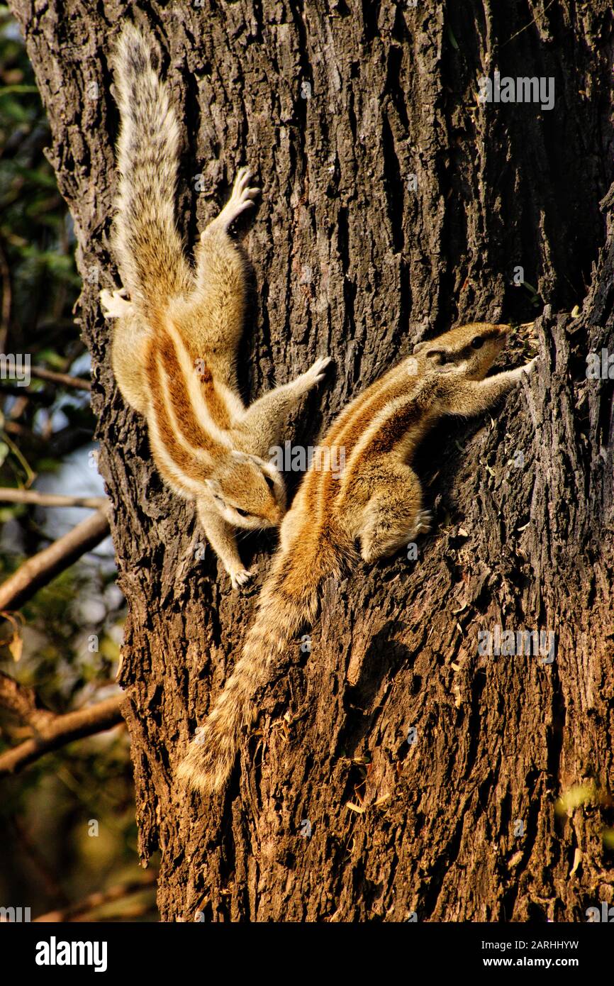 Squirrels mating hires stock photography and images Alamy