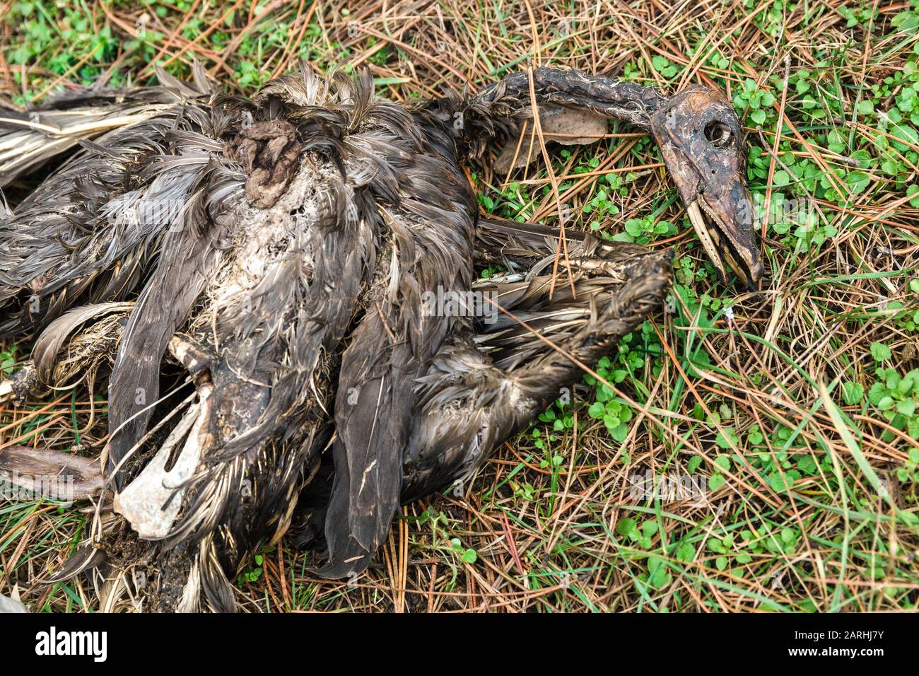 warning bird flu virus. dead decomposing wild bird on grass Stock Photo