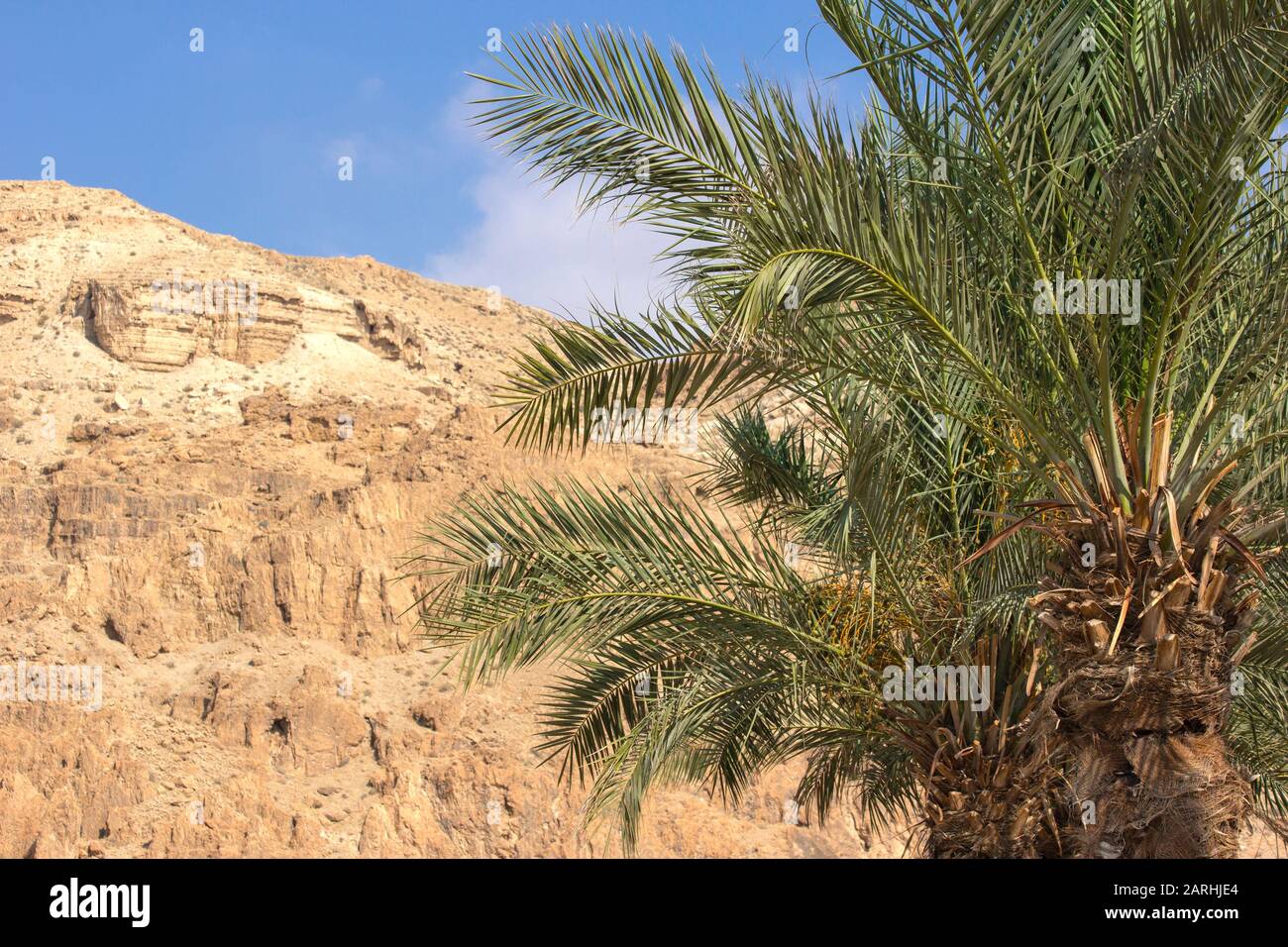 Palm trees and Qumran mountain Stock Photo