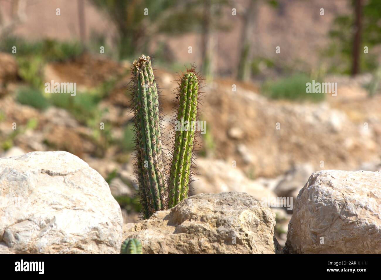 Plants in the Deserts of the Middle East