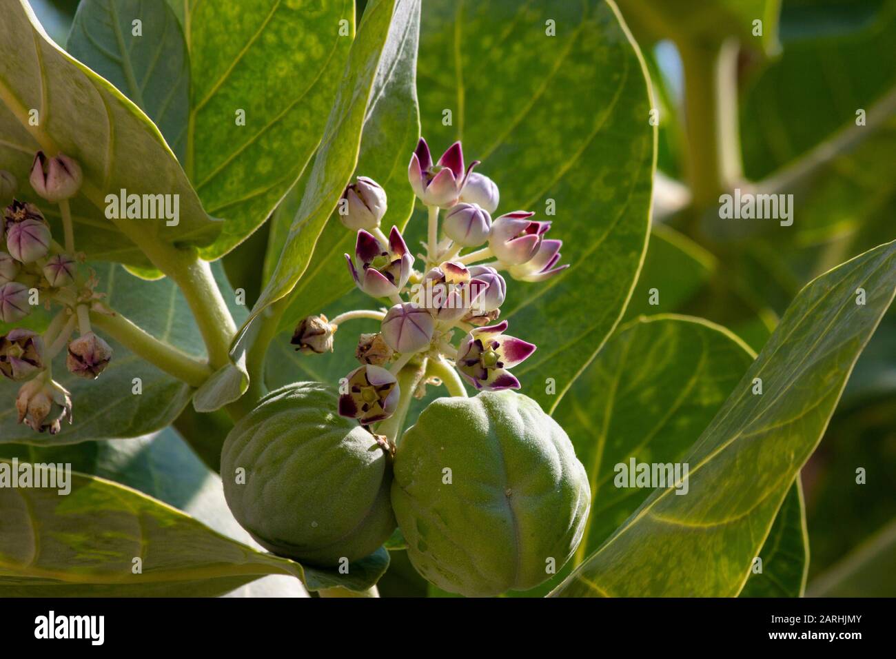 Fig tree in a Dead Sea garden Stock Photo