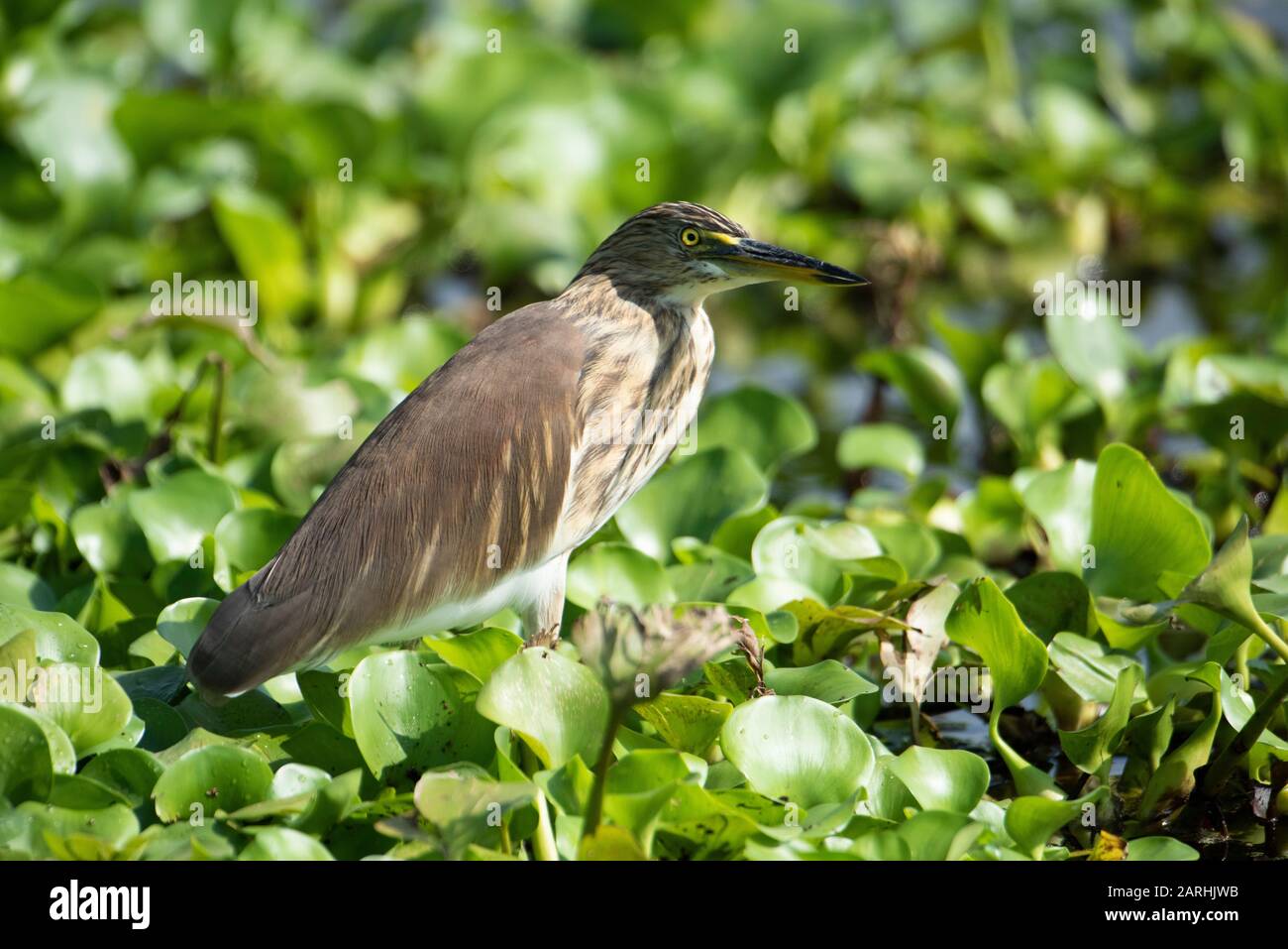 Indian Pond Heron, Ardeola grayii, Rasmar Wetland, Sri Lanka Stock Photo