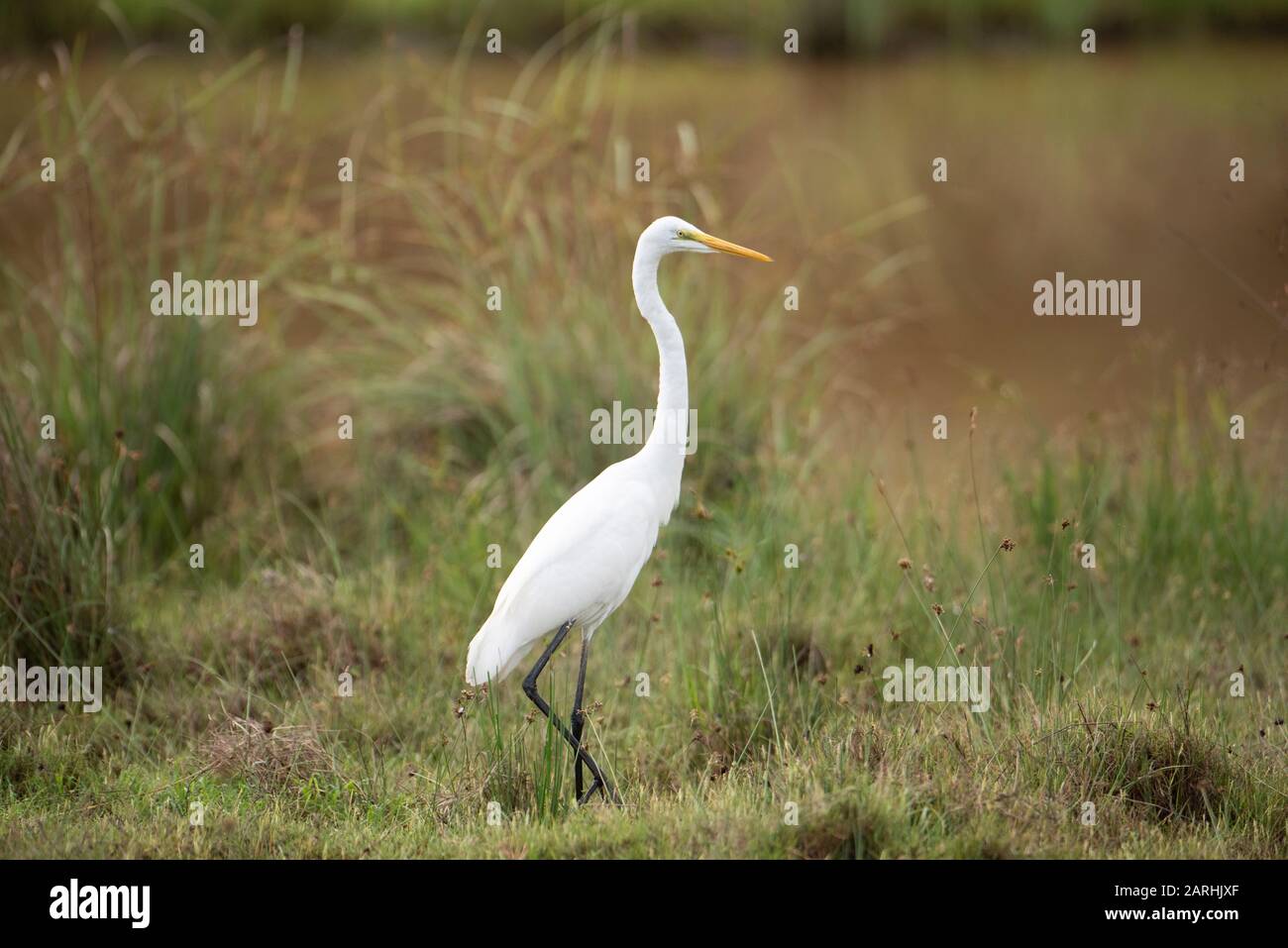 Great Egret, Ardea alba, standing by river, Wilpattu National Park, Sri Lanka Stock Photo