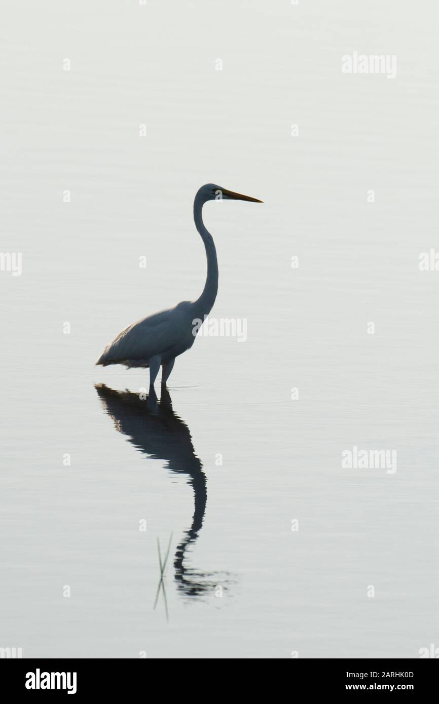 Great Egret, Ardea alba, wading in water, silhouette, Yala National Park, Sri Lanka Stock Photo