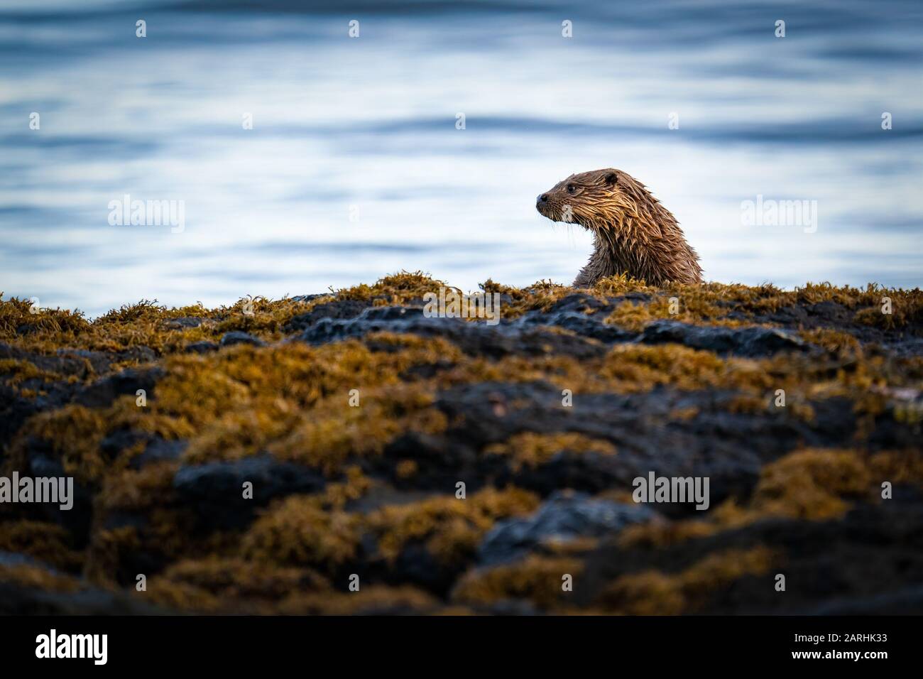 Young Otter (Lutra lutra) cub or kit on a rocky shore waiting for it's mother to return with food, Scotland UK Stock Photo