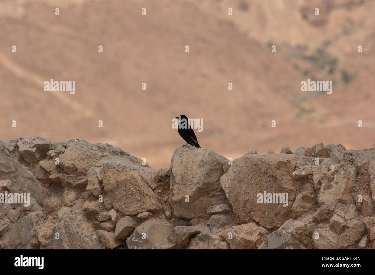 black bird on ancient ruins Stock Photo