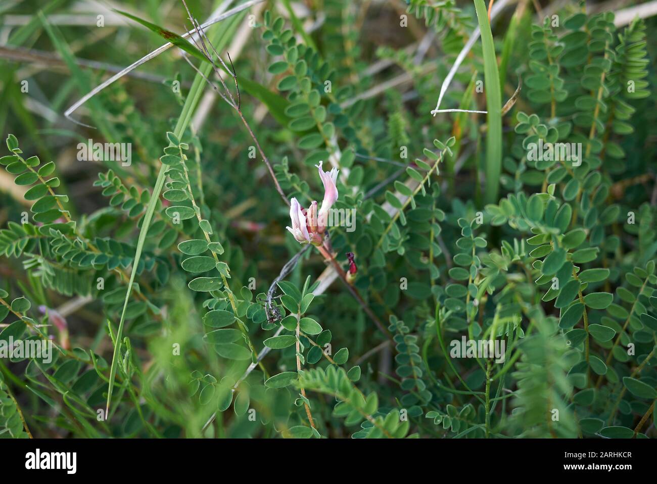 fresh flower and seed pods of Astragalus monspessulanus plant Stock Photo