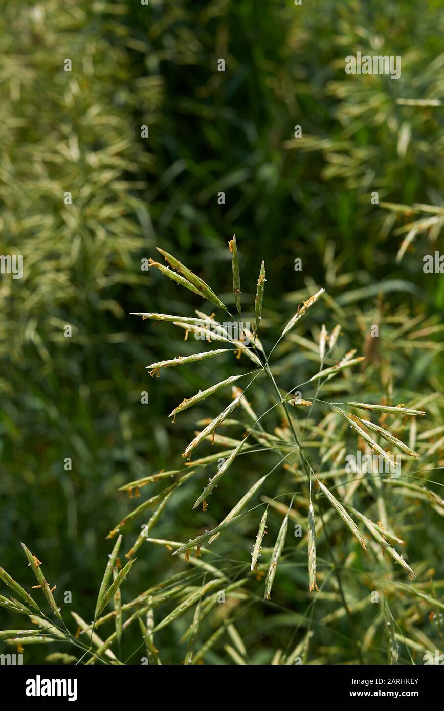 Bromus inermis grass in bloom Stock Photo