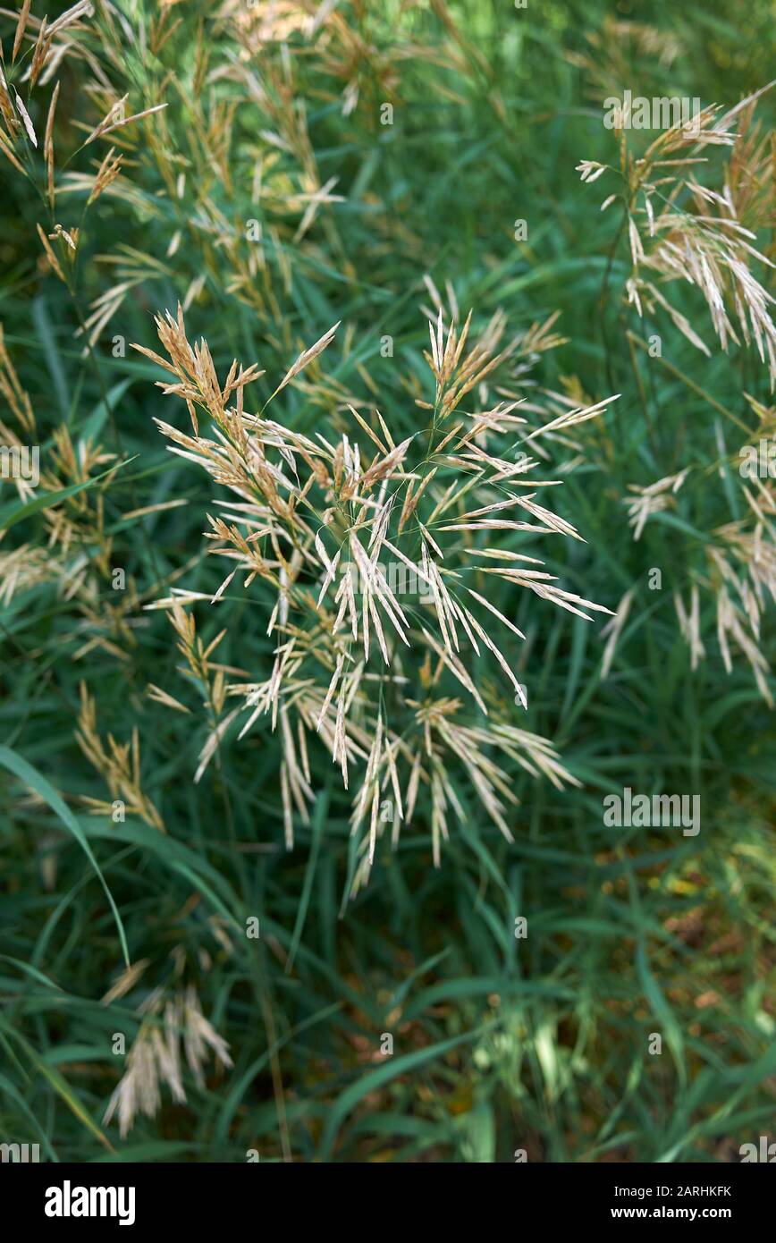 Bromus inermis grass in bloom Stock Photo