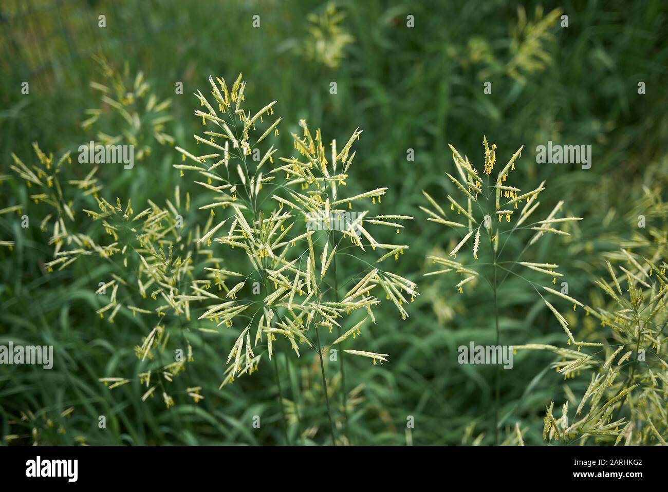 Bromus inermis grass in bloom Stock Photo