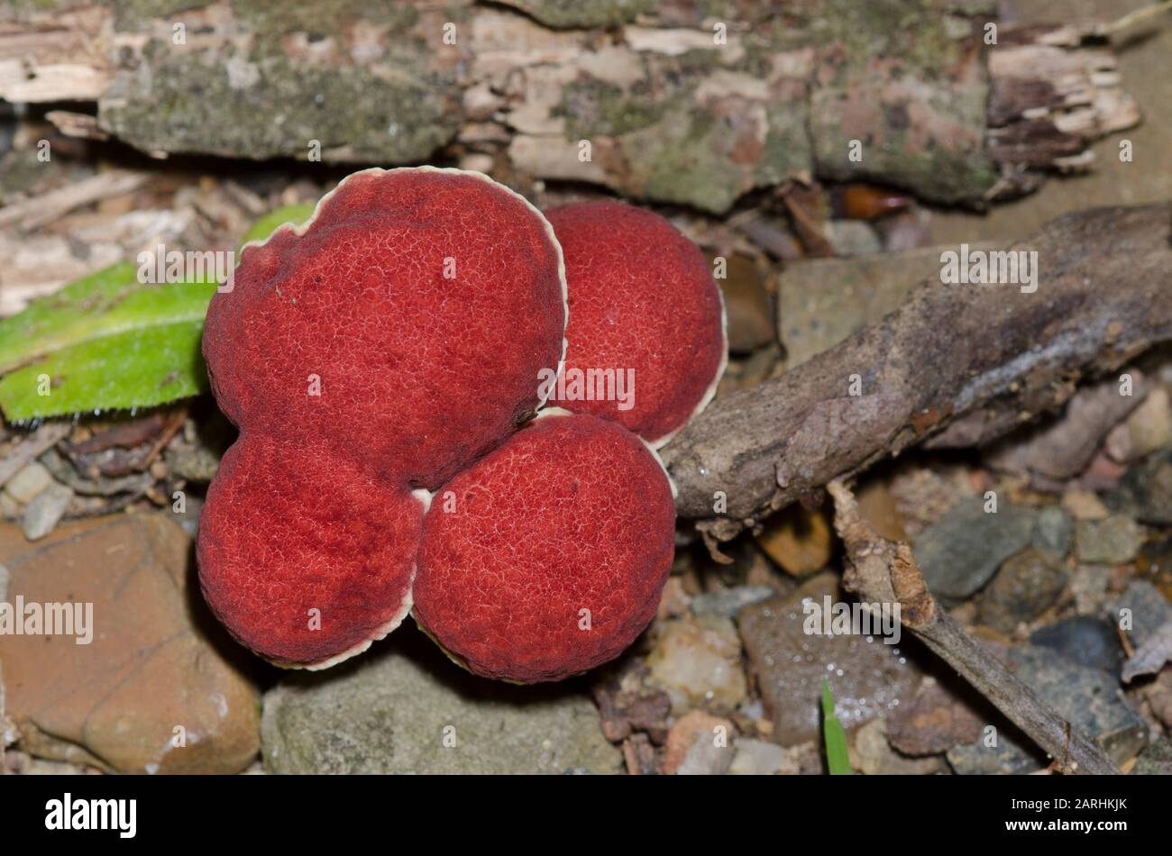 Mushrooms, Boletus sp. Stock Photo