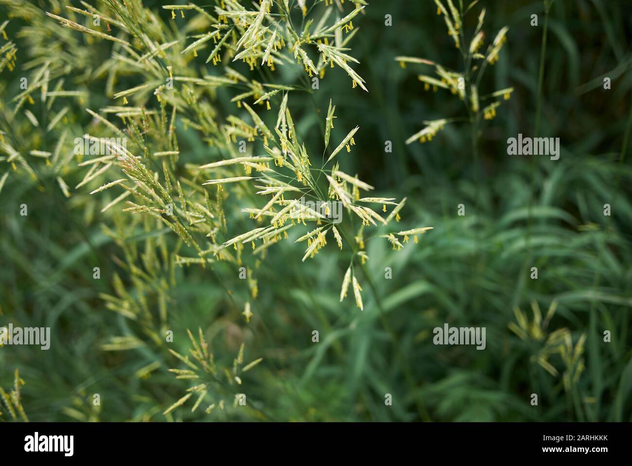 Bromus inermis grass in bloom Stock Photo