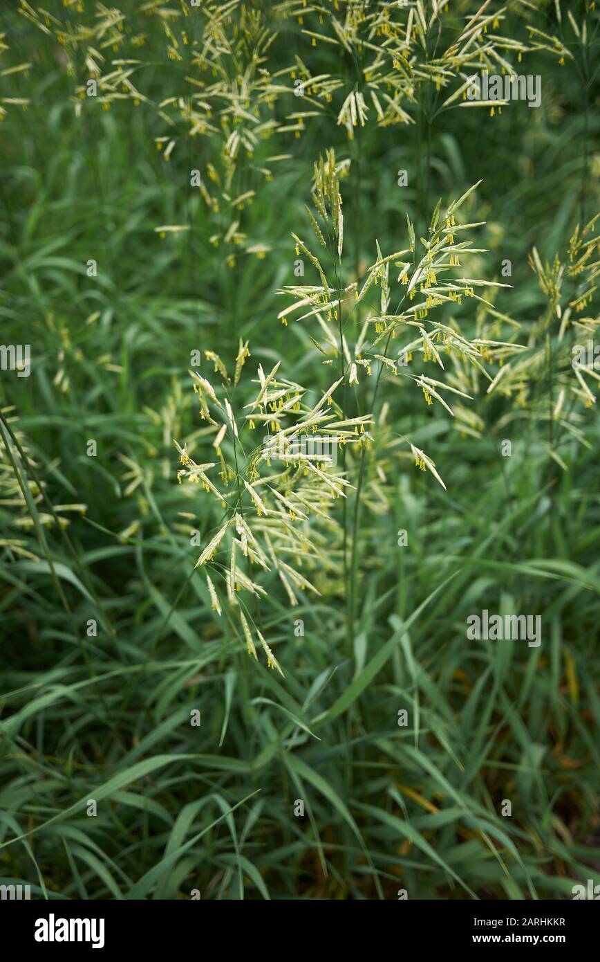 Bromus inermis grass in bloom Stock Photo