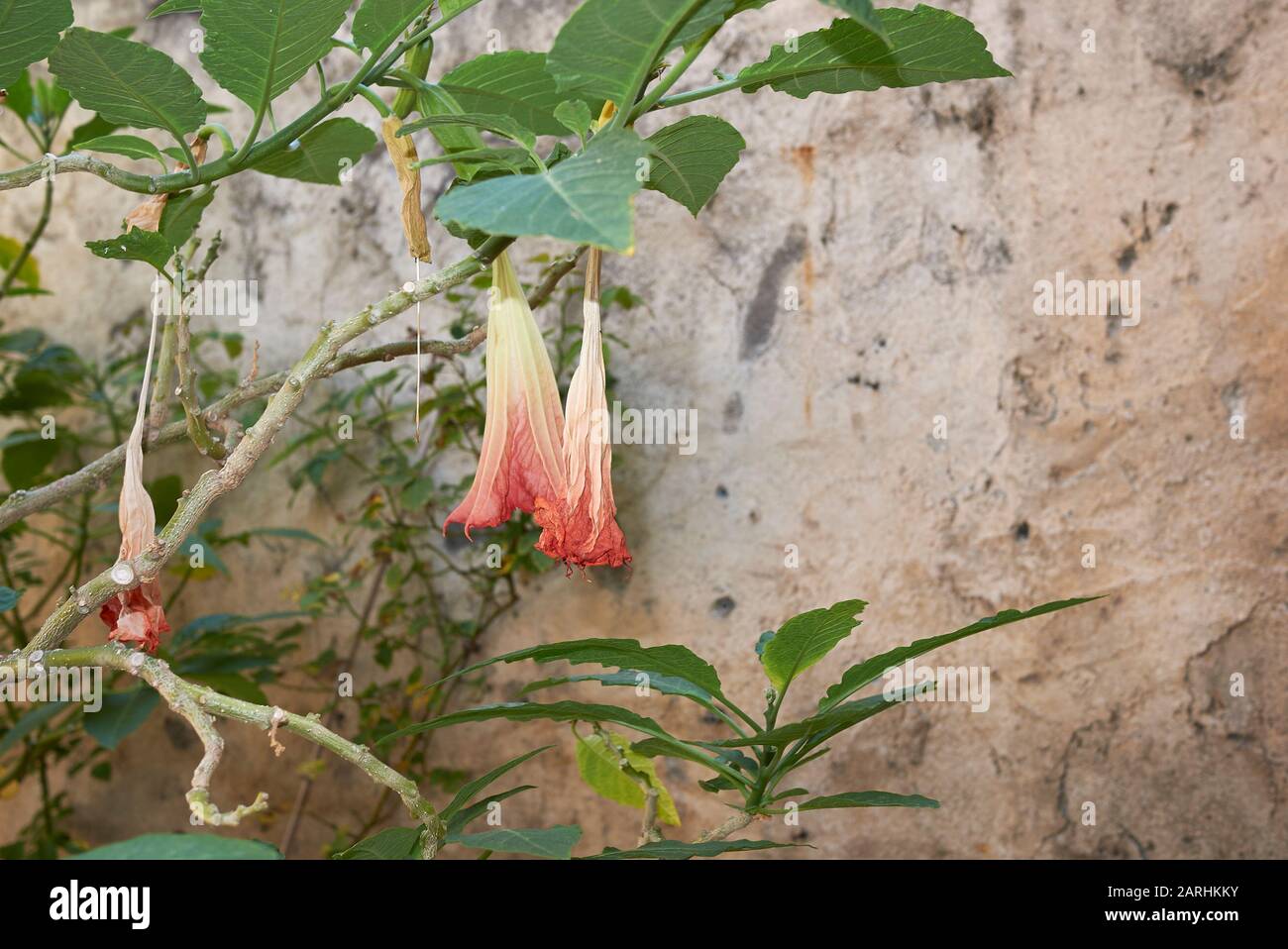Brugmansia candida with faded flowers Stock Photo