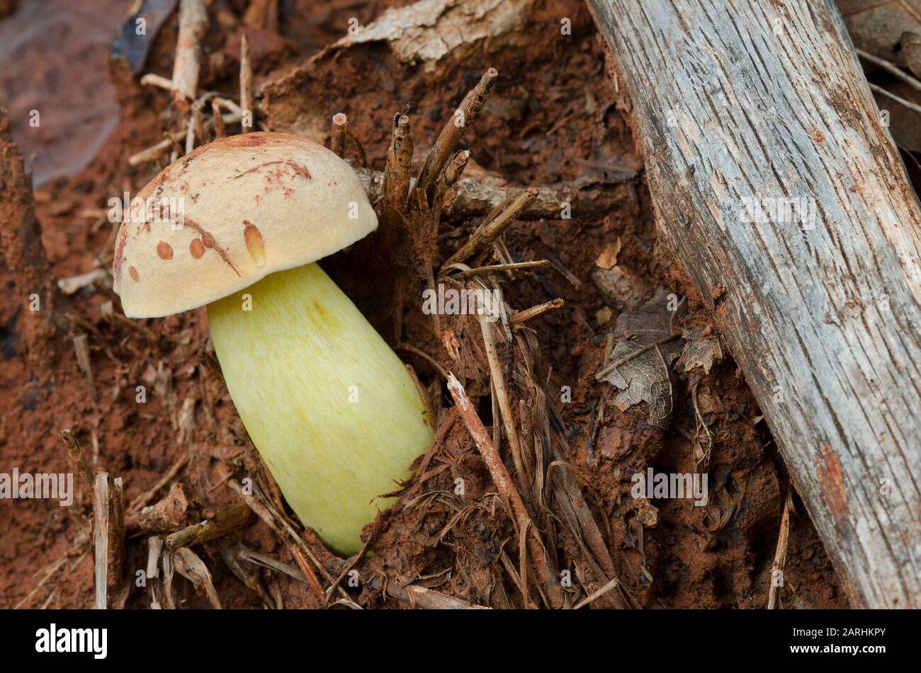 Mushroom, Boletus sp. Stock Photo