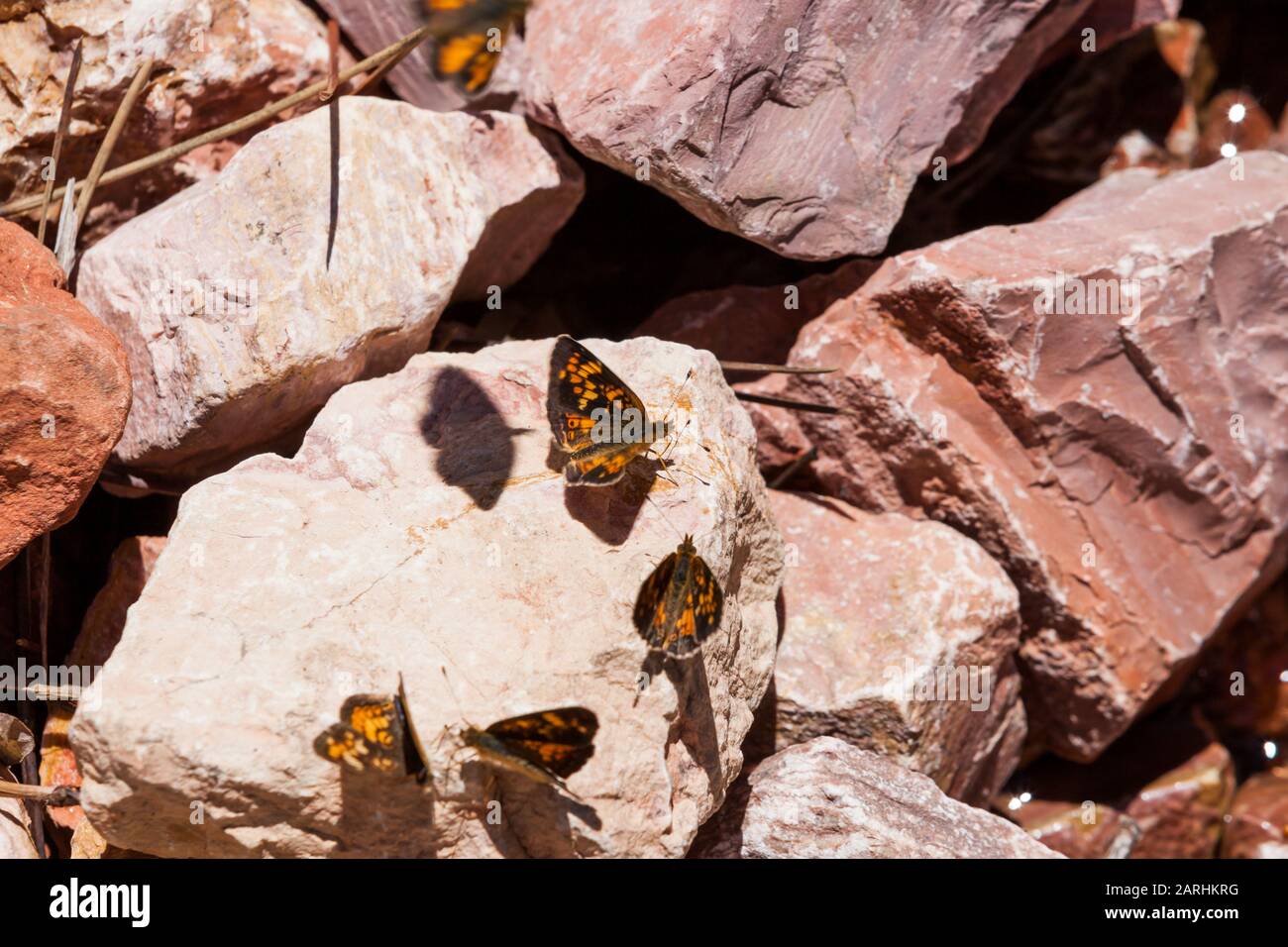 A group or flutter of butterflies resting on a pink rock in the ...