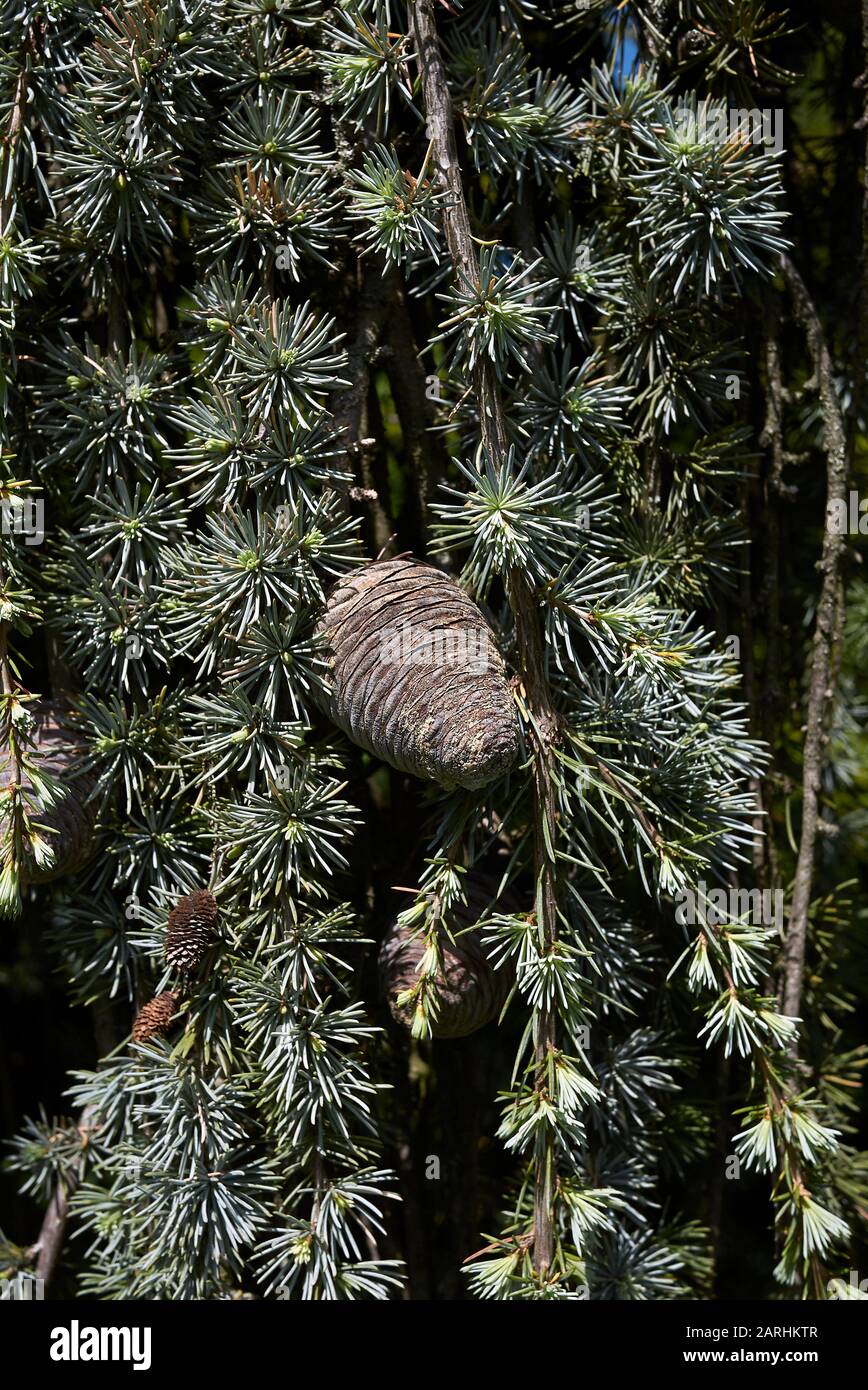 Cedrus atlantica glauca pendula tree Stock Photo