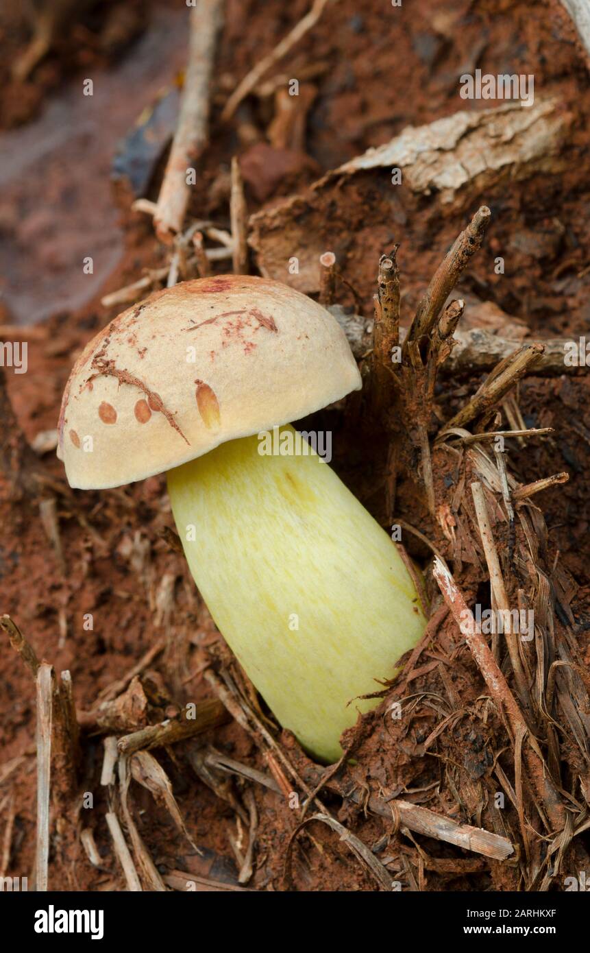 Mushroom, Boletus sp. Stock Photo