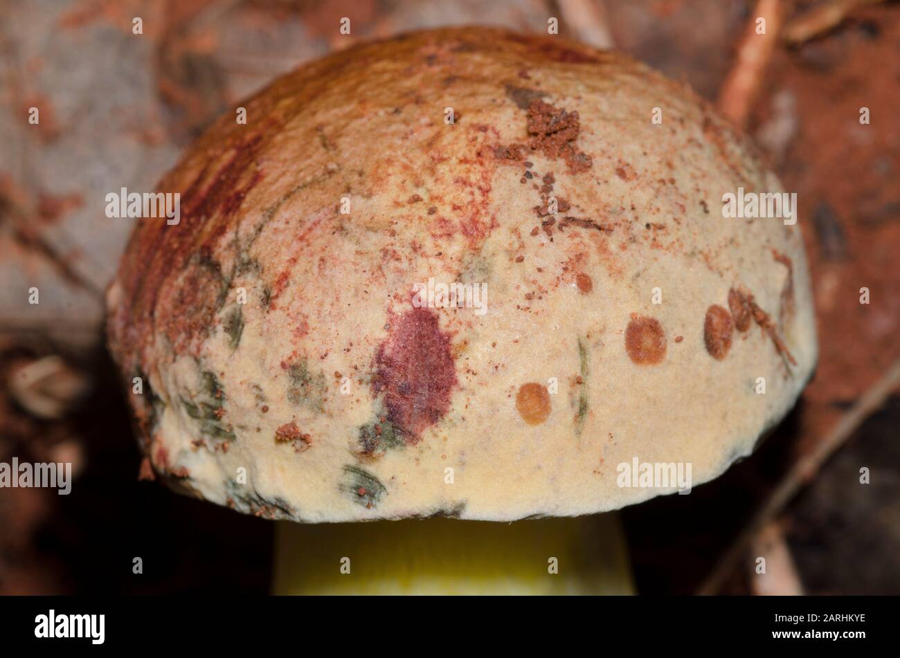 Mushroom, Boletus sp. Stock Photo