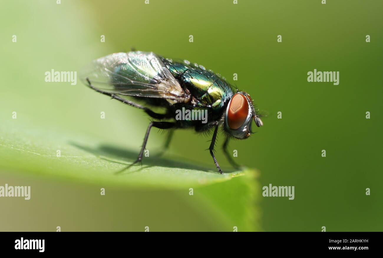 Lucilia sericata - European green blowfly Stock Photo