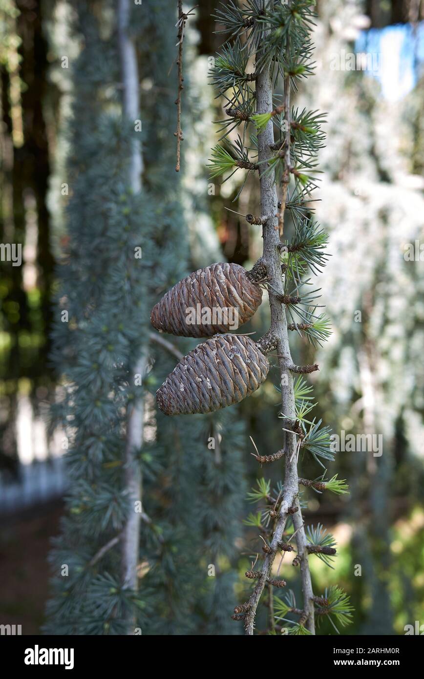 Cedrus atlantica glauca pendula tree Stock Photo