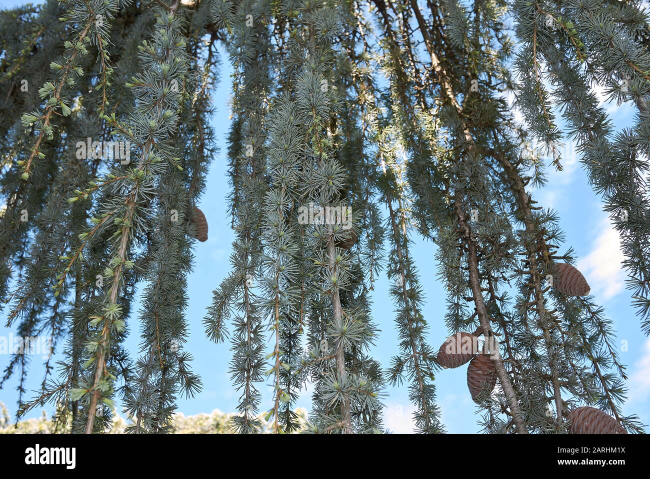 Cedrus atlantica glauca pendula tree Stock Photo