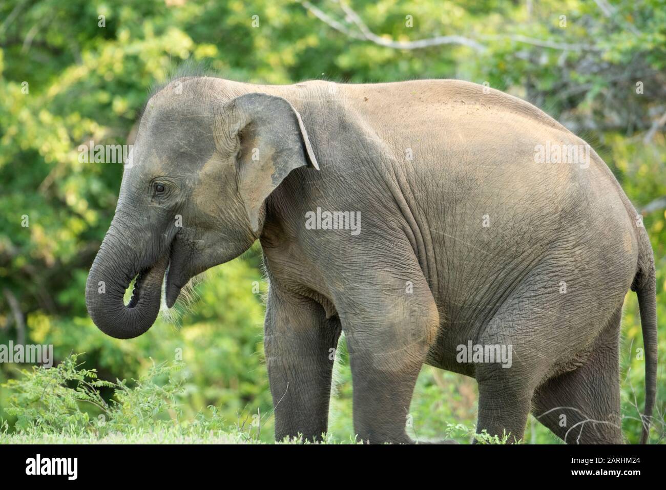 Sri Lankan Elephant, Elephas maximus maximus, Yala National Park, Sri