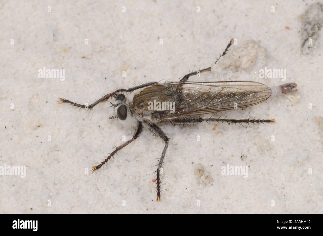 Robber Fly, Subfamily Asilinae, male Stock Photo