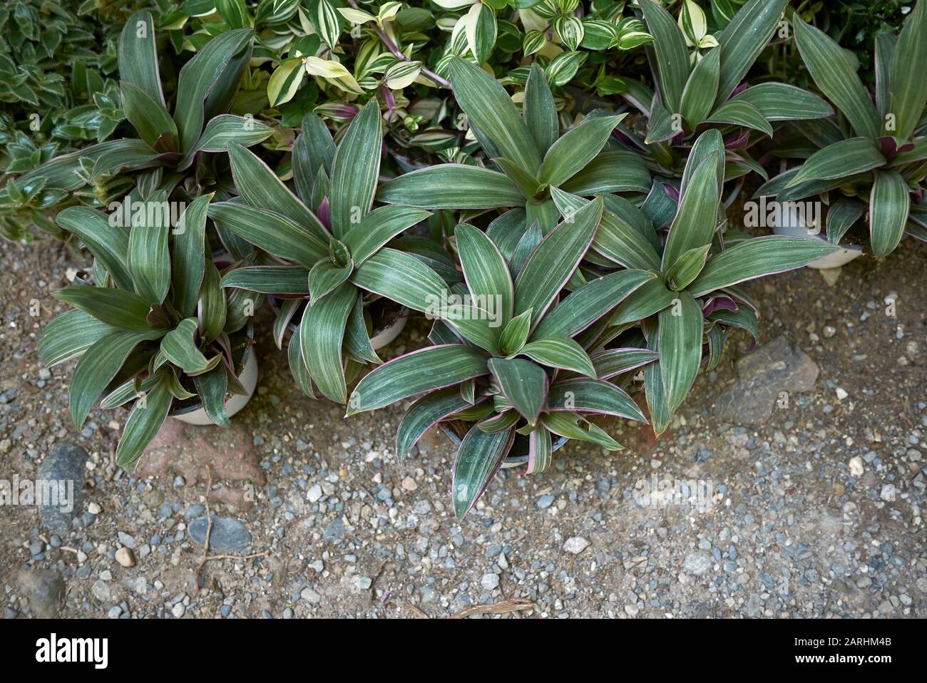 Tradescantia spathacea plants Stock Photo