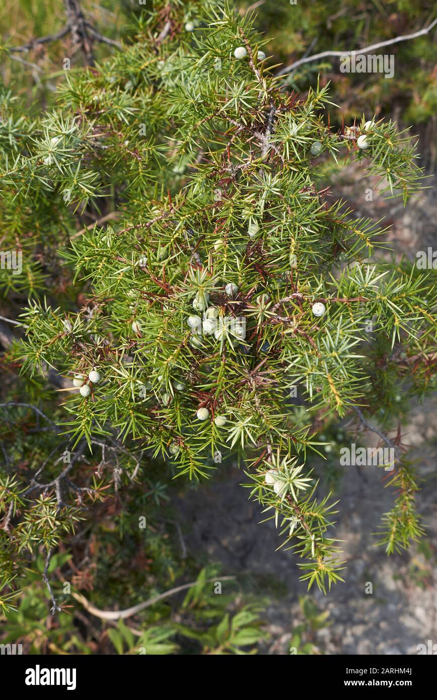 branch close up of Juniperus communis shrub Stock Photo