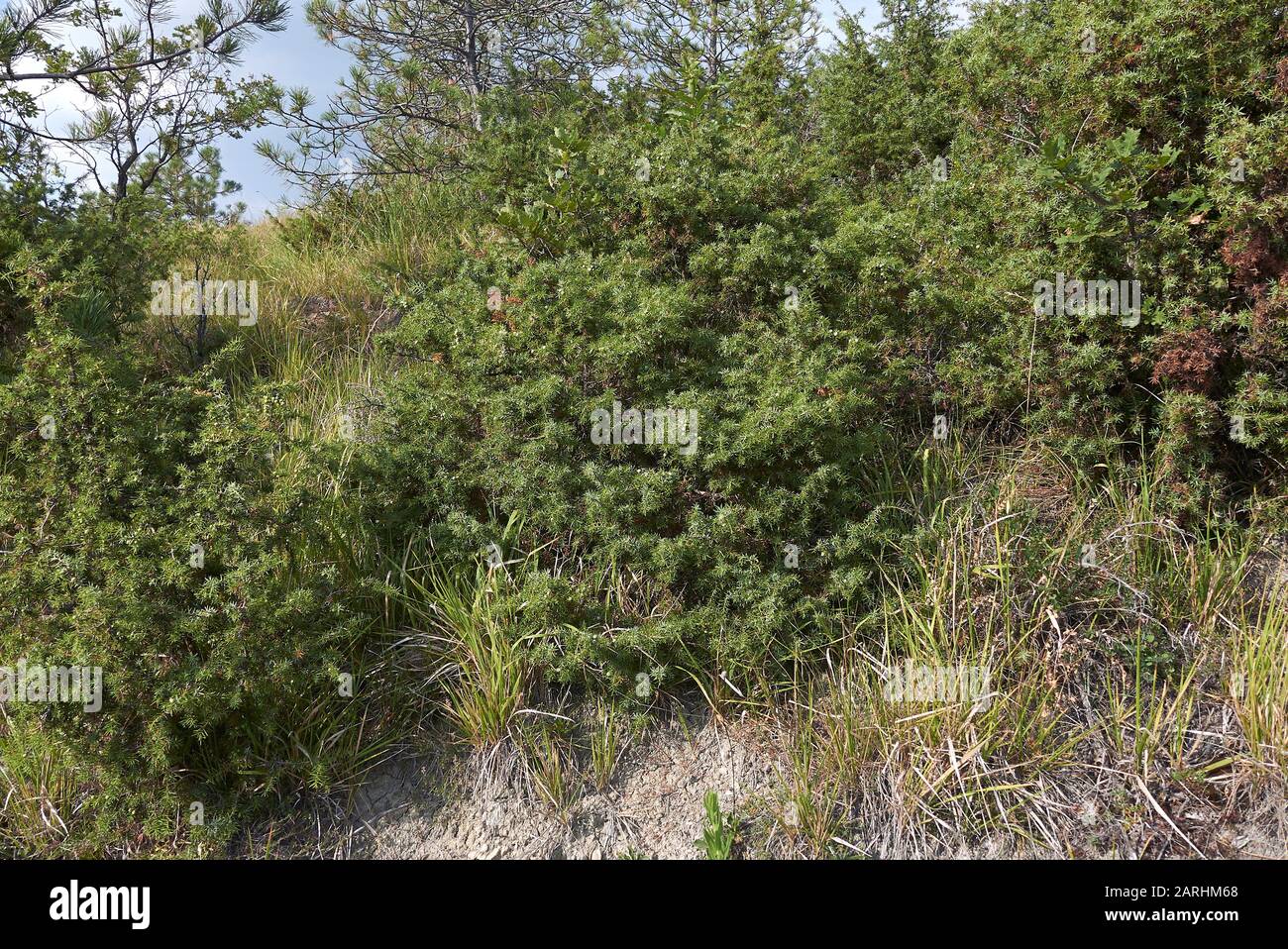 branch close up of Juniperus communis shrub Stock Photo