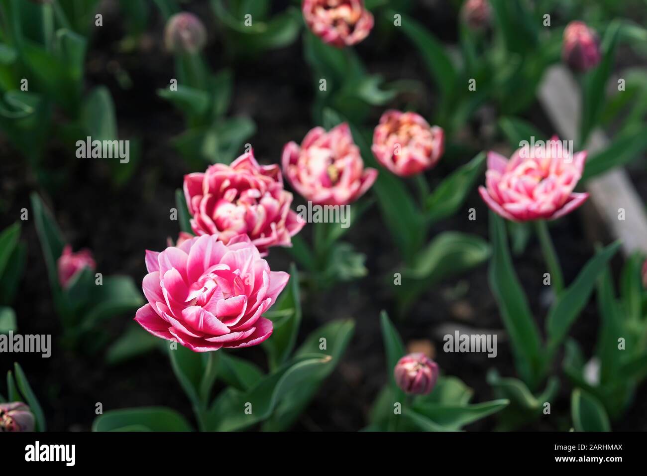 Pink purple varietal tulips, bright flowers blooming in the garden park. Natural spring background Stock Photo